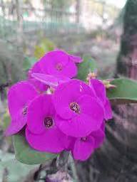 Purple Euphorbia Milii Flower Seeds for Planting | Heirloom Non-GMO High Germination Organic Garden Seeds