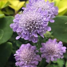 Flower Seeds, Seeds,Seeds For Planting,Plant Seeds