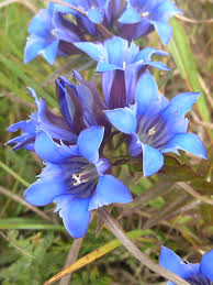 Gentian Flower Seeds for Planting – Heirloom Non-GMO, High Germination Organic Garden Seeds for Home Garden