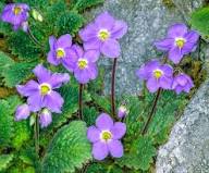 Ramonda Myconi Flower Seeds for Planting | Heirloom Non-GMO High Germination Organic Garden Seeds