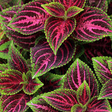 Black Pink Coleus Flower Seeds for Planting – Heirloom, Non-GMO, High Germination Organic Garden Se