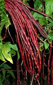 Long Bean Seeds for Planting – Heirloom, Non-GMO – Slender, Crisp Pods for Stir-Fries and Organic Garden Harvests