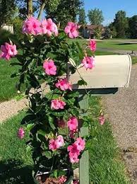 Sanderi Flower Seeds for Planting – Heirloom, Non-GMO, High Germination Organic Garden Seeds