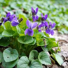 Viola Flower Seeds for Planting – Heirloom, Non-GMO, High Germination Organic Garden Seeds