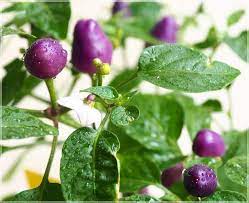 Purple Chili Vegetable Seeds for Planting – Heirloom & Non-GMO Seeds for Spicy, Colorful Garden Harvests