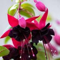 Flower Seeds, Seeds,Seeds For Planting,Plant Seeds