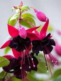 Flower Seeds, Seeds,Seeds For Planting,Plant Seeds