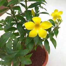Yellow Mimulus Guttatus Flower Seeds for Planting - Low Maintenance, Heirloom & GMO Free Seeds for Home Garden Non-GMO