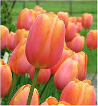 Tulip Flower Seeds for Planting – Heirloom Non-GMO High Germination Organic Garden Seeds
