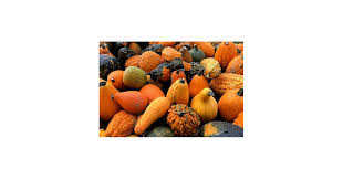 Gourd Seeds for Planting – Heirloom, Non-GMO, High Germination