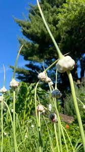 Garlic Seeds for Planting – Heirloom & Non-GMO Bold Flavor Culinary Variety