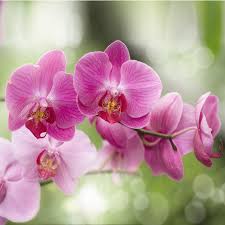 Orchid Flower Seeds for Planting - Heirloom, Non-GMO, Sun-Loving Organic Garden Seeds with High Germination