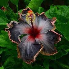 Black Yellow Hibiscus Flower Seeds for Planting – Heirloom, Non-GMO, High Germination Organic Garden Seeds
