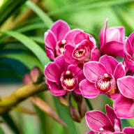 Orchid Flower Seeds for Planting – Heirloom Non-GMO High Germination Organic Garden Seeds