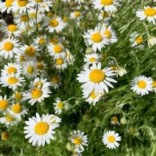 German Chamomile Seeds for Planting – Heirloom, Non-GMO Medicinal Herb for Teas, Pollinators & Aromatic Gardens