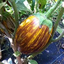 Mixed Udumalpet Eggplant Vegetable Seeds for Planting – Heirloom & Non-GMO Striped Eggplant Seeds