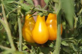 Yellow Pear Tomato flower seeds for planting - Heirloom & Non-GMO Garden Seeds