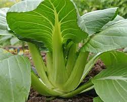Green Tsoi Sim Vegetable Seeds for Planting – Heirloom & Non-GMO Asian Greens Seeds