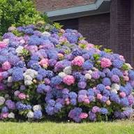 Green Blue Hydrangea Flower Seeds for Planting – Heirloom Non-GMO Sun Loving Organic Garden Seeds