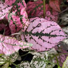 Pink Polka Flower Seeds for Planting – Heirloom & Non-GMO Garden Seeds