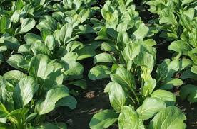 Green Choy Sum Seeds for Planting – Heirloom & Non-GMO Fresh Leafy Greens Variety