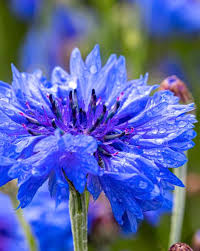 Black Red Dragon Coleus Seeds – Fragrant Blossoms, Heirloom, Non-GMO & High Germination Organic Garden Seeds