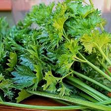 Celery Seeds for Planting – Heirloom & Non-GMO, High Germination Organic Garden Seeds
