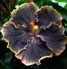 Black Yellow Hibiscus Flower Seeds for Planting – Heirloom, Non-GMO, High Germination Organic Garden Seeds