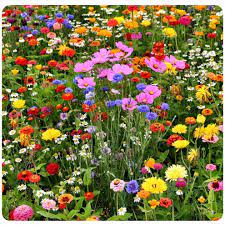 Mix Apple Blossom Flower Seeds for Planting – Heirloom, Non-GMO, Organic Garden Seeds, High Germination