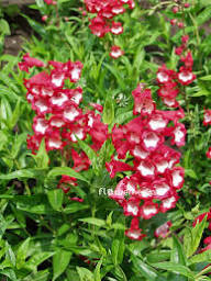 Red Penstemon Flower Seeds for Planting - Heirloom, Non-GMO, High Germination Organic Garden Seeds