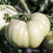 White Tomato Vegetable Seeds for Planting – Heirloom & Non-GMO Seeds for Unique Pale Tomato Fruits