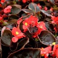 Burgundy Begonia Flower Seeds for Planting | Heirloom Non-GMO High Germination Organic Garden Seeds