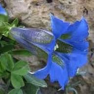 Blue White Gentian Flower Seeds for Planting – Heirloom, Non-GMO, Sun-Loving Garden Seeds
