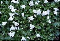 MarshFlower Seeds for Planting – Cottage Garden Essential, Heirloom, Non-GMO, High Germination