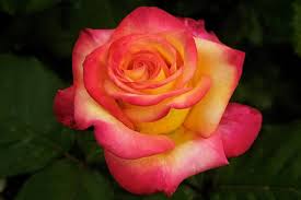 Yellow Pink Rose Flower Seeds for Planting – Heirloom, Non-GMO, Cottage Garden Essential Organic Seeds