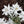 Alpinum Flower Seeds for Planting - Heirloom, Non-GMO, Bright Bloom Organic Garden Seeds with High Germination