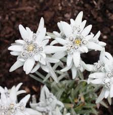Alpinum Flower Seeds for Planting - Heirloom, Non-GMO, Bright Bloom Organic Garden Seeds with High Germination