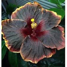 Black Yellow Hibiscus Flower Seeds for Planting – Heirloom, Non-GMO, High Germination Organic Garden Seeds