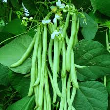 Bush Bean Seeds for Planting – Heirloom & Non-GMO Fast-Growing Kitchen Garden Variety