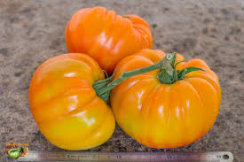 Pineapple Tomato Seeds for Planting – Heirloom, Non-GMO, High Germination