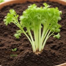 Celery Seeds for Planting – Heirloom & Non-GMO, High Germination Organic Garden Seeds