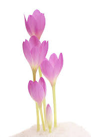 Baby Pink Crocus Flower Seeds for Planting – Heirloom, Non-GMO, High Germination, Organic Garden Seeds, Easy to Grow