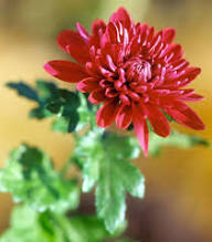 Red Chrysanthemum Flower Seeds for Planting Heirloom Non-GMO High Germination Organic Garden Seeds