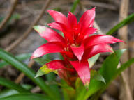 Red Bromeliad Flower Seeds for Planting – Heirloom, Non-GMO, High Germination Organic Garden Seeds