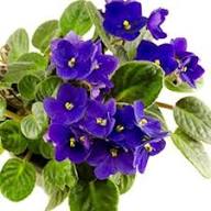 African Violet Flower Seeds for Planting | Heirloom Non-GMO Organic Garden Seeds, Garden Favorite, High Germination