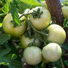 White Tomato Vegetable Seeds for Planting – Heirloom & Non-GMO Seeds for Unique Pale Tomato Fruits