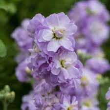 Purple &amp; White Matthiola Incana Flower Seeds for Planting | Heirloom Non-GMO High Germination Organic Garden Seeds