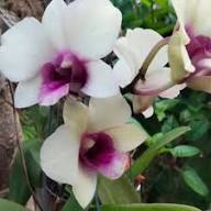 Green Red Dendrobium Flower Seeds for Planting – Heirloom Non-GMO Shade Tolerant Organic Garden Seeds