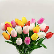 Tulip Flower Seeds for Planting | Heirloom Non-GMO Organic Garden Seeds, Compact Growth, High Germination