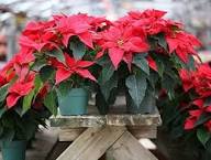 Poinsettia Flower Seeds for Planting – Heirloom, Non-GMO, High Germination Organic Garden Seeds